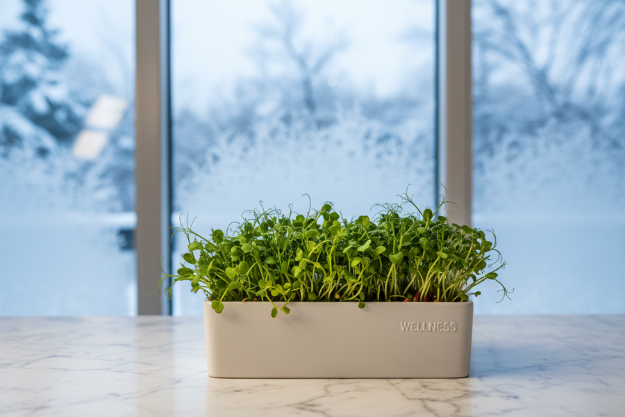 Surviving an Ontario Winter: How Microgreens Keep Your Immune System in Fighting Shape