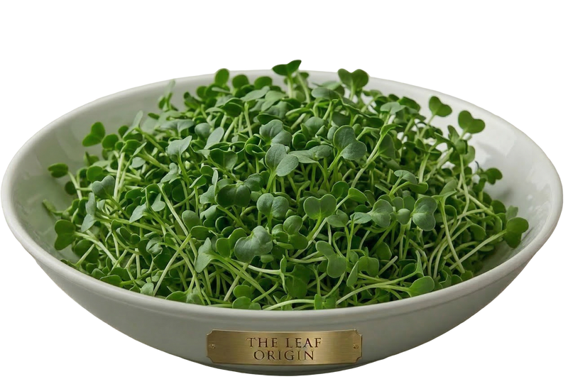 Origin Broccoli Microgreens