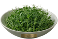 Origin Sweet Pea Shoots
