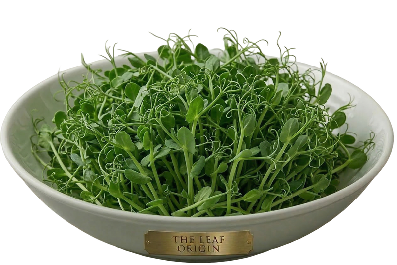 Origin Sweet Pea Shoots